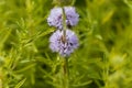 Flowers of a Harts pennyroyal Royalty Free Stock Photo