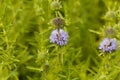 Flowers of a Harts pennyroyal Royalty Free Stock Photo