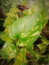 Flowers that have leaves like a heart image