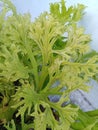 Flowers that have unique leaves like chicken claws