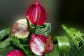 Flowers that have unusual shapes and colors, Toronto, ON, Canada