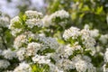 Flowers of hawthorn . Royalty Free Stock Photo