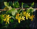 Flowers of hawthorn. Royalty Free Stock Photo