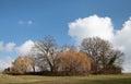 The flowers of the hazelnut tree bloom in February. Deciduous trees are still bare. The sky is blue with white clouds. The sun is Royalty Free Stock Photo