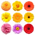 Flowers head collection of beautiful aster, rose, daisy, gerbera, chrysanthemum, dahlia, chamomile isolated on white background