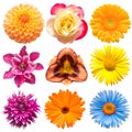 Flowers head collection of beautiful  clematis, day-lily, rose, daisy, gerbera, chrysanthemum, dahlia, calendula Royalty Free Stock Photo