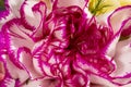 Flowers head of colorful carnation (Dianthus), delicate petals close-up Royalty Free Stock Photo