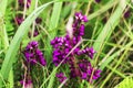 Flowers of heather in grass Royalty Free Stock Photo