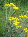 Flowers of helichrysum arenarium