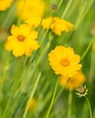 Flowers Heliopsis