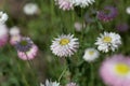 Flowers of Helipterum roseum plants Royalty Free Stock Photo