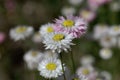 Flowers of Helipterum roseum plants Royalty Free Stock Photo