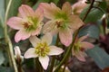 Flowers helleborus.