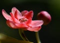 Flowers of Henry`s star anise Illicium Henryi