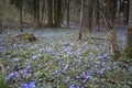 Flowers of hepatica