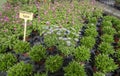 Flowers and herbs in little pots inside greenhouse