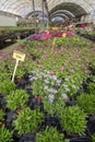 Flowers and herbs in little pots inside greenhouse