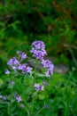 Flowers of Hesperis Matronalis, background with selective focus