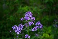 Flowers of Hesperis Matronalis, background with selective focus