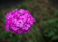 Flowers of Hesperis Matronalis.