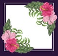 flowers hibiscus floral leaves nature purple frame, painting design Royalty Free Stock Photo