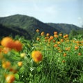 Flowers in high mountains