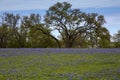 Flowers in Hill Country on Willow City Loop Road, Texas Royalty Free Stock Photo