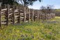 Flowers in Hill Country on Willow City Loop Road, Texas Royalty Free Stock Photo