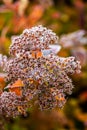 Flowers with hoarfrost at autumn morning in garden Royalty Free Stock Photo
