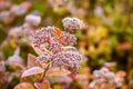Flowers with hoarfrost at autumn morning in garden Royalty Free Stock Photo