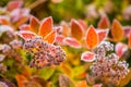 Flowers with hoarfrost at autumn morning in garden Royalty Free Stock Photo