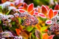 Flowers with hoarfrost at autumn morning in garden Royalty Free Stock Photo