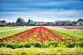 Flowers in Holland Royalty Free Stock Photo