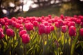 Flowers in Holland garden