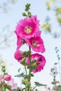 Flowers Holly Hock Royalty Free Stock Photo