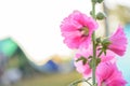 Flowers Holly Hock Hollyhock pink flower Royalty Free Stock Photo