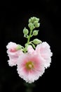 The flowers of hollyhock isolated on the black background