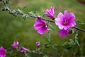 Flowers blossom at home backyard garden in spring Royalty Free Stock Photo