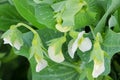 Flowers of homegrown sweet Green Peas