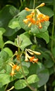 Flowers honeysuckle caprifol Telman Lonicera tellmanniana Royalty Free Stock Photo