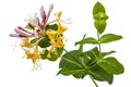 Flowers of honeysuckle, lat. Lonicera caprifolium, isolated on w