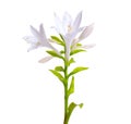 Flowers Hosta plantaginea isolated on white background