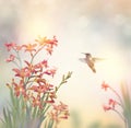 Flowers and a hummingbird Royalty Free Stock Photo