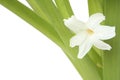 Flowers hyacinth Royalty Free Stock Photo