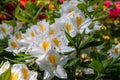 Flowers of hybrid rhododendron cultivar Juck Brydon close-up. Royalty Free Stock Photo