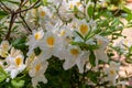 Flowers of hybrid rhododendron cultivar Juck Brydon close-up. Evergreen shrub. Royalty Free Stock Photo