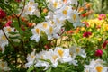 Flowers of hybrid rhododendron cultivar Juck Brydon close-up. Royalty Free Stock Photo