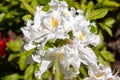 Flowers of hybrid rhododendron cultivar Juck Brydon close-up. Evergreen shrub. Royalty Free Stock Photo