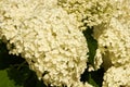 Hydrangea arborescens flowers Royalty Free Stock Photo