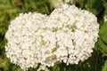 Hydrangea arborescens flowers Royalty Free Stock Photo